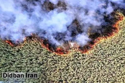 تنها راه مهار آتش در تالاب هورالعظیم رهاسازی آب از سوی عراق است