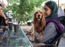 سگ‌گردانی در کرمانشاه ممنوع شد