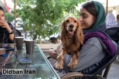 سگگردانی در خرمآباد ممنوع شد
