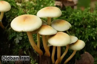افزایش ۵۱ درصدی مسمومیت با قارچ های سمی/ یک کشته و ۱۴۲ مسموم در سال جاری