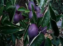 الماس سیاه؛ گران ترین و کمیاب ترین سیب جهان/ دانه ای ۱ میلیون تومان! +عکس