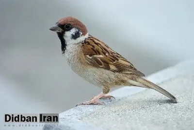 ایران بیش از ۱۰ گونه گنجشک دارد