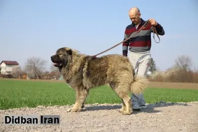 با بزرگترین نژاد سگ در ایران آشنا شوید!/ عکس