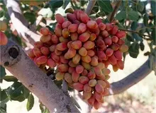 عضو اتاق کرمان: قطعی برق باعث شده ۲۰ تا ۴۰ درصد از پسته کرمان «پوک» شود