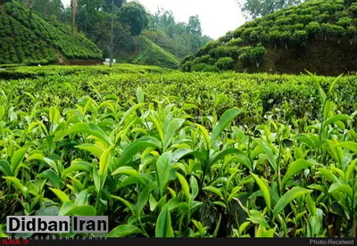 تخصیص ارز دولتی به واردات چای یک تصمیم ضدتولید است/ قیمت‌گذاری صنعت چای را باید به بازار سپرد