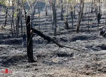 احراز عمدی بودن ۴ مورد از آتش سوزی‌های اخیر
