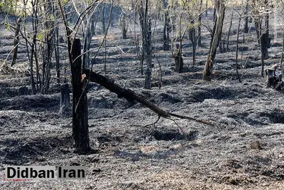 احراز عمدی بودن ۴ مورد از آتش سوزی‌های اخیر