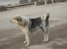 کودک ۴ ساله شوشی مورد حمله‌ی سگ‌های بلاصاحب قرار گرفت