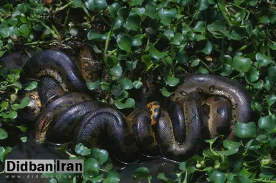 آناکوندای ۱۲ میلیون‌ساله/ مار غول‌پیکری که هرگز کوچک نشد