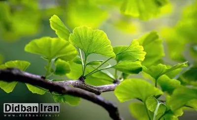 برگ درختی که از لخته شدن خون پیشگیری میکند