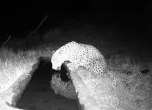 ثبت تصویر پلنگ ایرانی در منطقه شکار ممنوع کوه سفید دماوند
