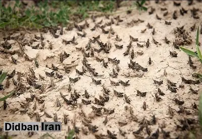 واکنش وزارت بهداشت به احتمال بیوتروریسم بودن حمله ملخهای مهاجر
