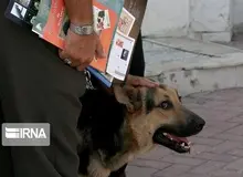 عامل سگ آزار به تبعید محکوم شد