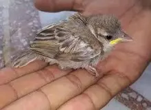 بازداشت مرد گنجشک‌آزار