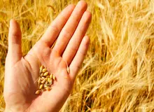 نرخ خرید تضمینی گندم دروم 1670 تومان تعیین شد

