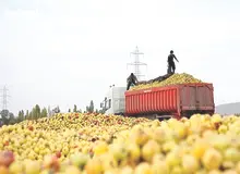 محموله های صادراتی سیب ایران در دریا و بیابان های اطراف مرز رها می شود