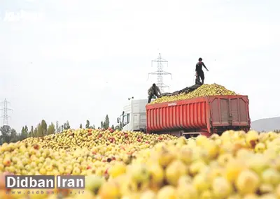 محموله های صادراتی سیب ایران در دریا و بیابان های اطراف مرز رها می شود