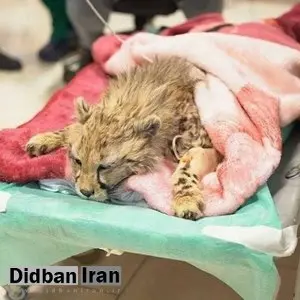 ردپای "ا.م" در مرگ "پیروز" با تجویز داروی اشتباه!