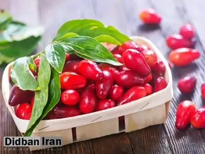 میوه کوچک با قدرت شگفتانگیز برای سلامت بدن/ خواص زغالاخته را شناسید