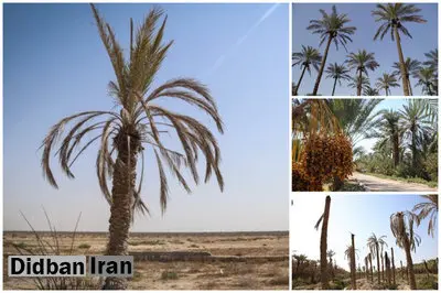 ۴۰ درصد از نخلهای خوزستان در اثر شوری آب از بین رفتند