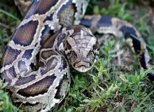 سرنوشت مردی که ۱۸ سال به خودش سم مار تزریق کرد