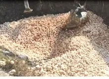 جوجه کُشی ممنوع شد/ تقدر و تشکر دبیر انجمن جوجه یک روزه از کشتار قبلی؛ هشدار درباره ممنوعیت کشتار بعدی!+ سند