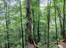  مساحت جنگل‌های هیرکانی در ۵۰ سال آینده نصف مقدار کنونی شود