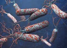 هشدار وزارت بهداشت درباره شیوع وبا در کشور