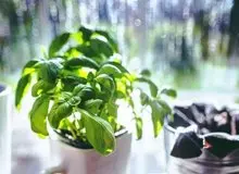 کمک به درمان سکته قلبی با فوتوسنتز گیاهان