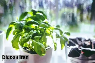 کمک به درمان سکته قلبی با فوتوسنتز گیاهان