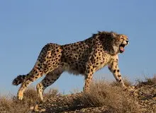 فعالان محیط‌زیست: زیستگاه یوزپلنگ ایرانی به جولانگاه شکارچیان تبدیل شده است/ مدیرکل محیط‌زیست سمنان: مشکل از کمبود شدید محیط‌بان است/ محیط‌زیست سمنان با بی‌مهری تاریخی مواجه بوده است