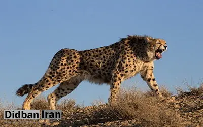 فعالان محیط‌زیست: زیستگاه یوزپلنگ ایرانی به جولانگاه شکارچیان تبدیل شده است/ مدیرکل محیط‌زیست سمنان: مشکل از کمبود شدید محیط‌بان است/ محیط‌زیست سمنان با بی‌مهری تاریخی مواجه بوده است