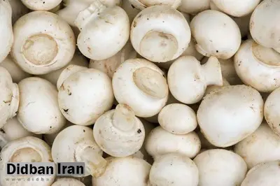 قارچ فله نخرید
