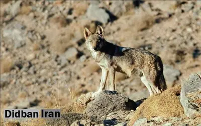 فروش «گرگ اهلی» در فضای مجازی!