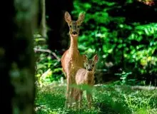 ثبت تصاویر بازی شوکاها در دل جنگل‌های هیرکانی گیلان + فیلم