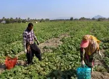 رییس انجمن واردکنندگان سم و کود اعلام کرد؛ بیش از ۹۰ درصد سموم مصرفی در کشاورزی ایران خطرناک است 