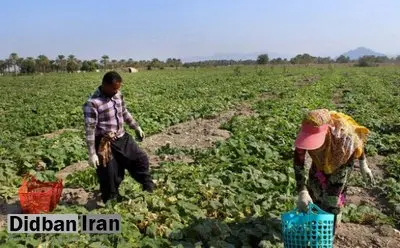 رییس انجمن واردکنندگان سم و کود اعلام کرد؛ بیش از ۹۰ درصد سموم مصرفی در کشاورزی ایران خطرناک است 