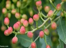 ۱۰ خاصیت  درمانی میوه درخت پسته کوهی چیست؟