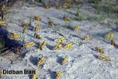 جولان ملخها در خرم آباد، شهر چشمهها + فیلم