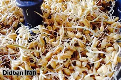 جوانه گندم، مانع گرفتگی سرخرگ می شود