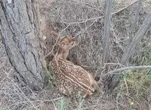 سومین بچه گوزن زرد ایرانی در ارومیه زاده شد