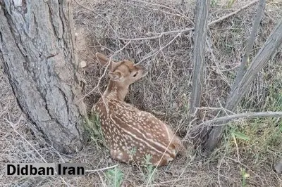 سومین بچه گوزن زرد ایرانی در ارومیه زاده شد