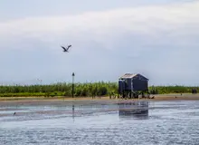 ١٥ هکتار از حاشیه و زمین‌های مرداب انزلی به باغ،، ویلا ، کشتزار و استخر پرورش ماهی تبدیل شده است/ معرکه مرداب خوران در انزلی 