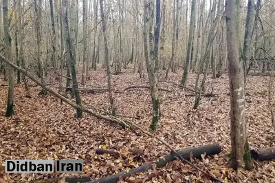 پاس گل کمیسیون شوراهای مجلس به مافیای چوب/ خوشحالی بهره‌برداران از مقصر جلوه دادن «درختان شکسته و افتاده/ خطای گزارش مجلس درباره آتش‌سوزی جنگل الیت، از کجا نشأت می‌گیرد؟ 