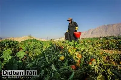 معصومه ابتکار خبر داد؛ اختصاص ۴۲ درصد از تسهیلات روستایی کارآفرینی به زنان