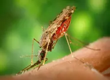 تنها کشور «بدون پشه» در جهان کجاست؟