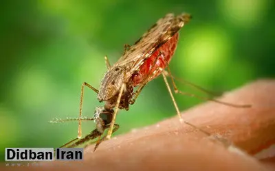 تنها کشور «بدون پشه» در جهان کجاست؟