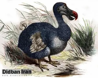 شرکت آمریکایی به دنبال «احیای دودو»؛ طی ۷ سال آینده نخستین دودوها در جزیره موریس آزاد شوند