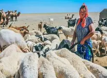 پیشنهاد تهاتری مغولستان به ایران /«پشم» در قبال اجناس ایرانی