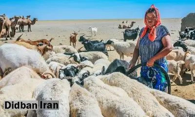 پیشنهاد تهاتری مغولستان به ایران /«پشم» در قبال اجناس ایرانی